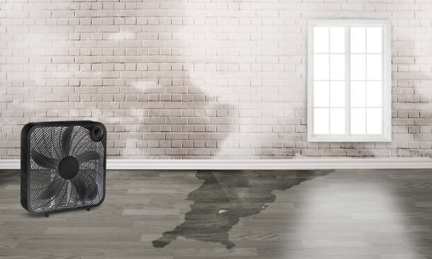 Best Flood damage cleanup  in Niagara Falls, NY